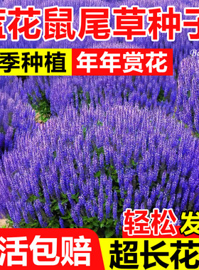 蓝花鼠尾草花籽四季播种易活开花