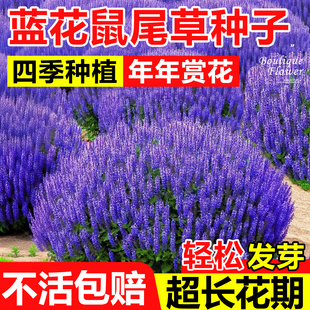 蓝花鼠尾草种子四季播种开花林荫易活花种籽室外庭院盆栽苗花种孑