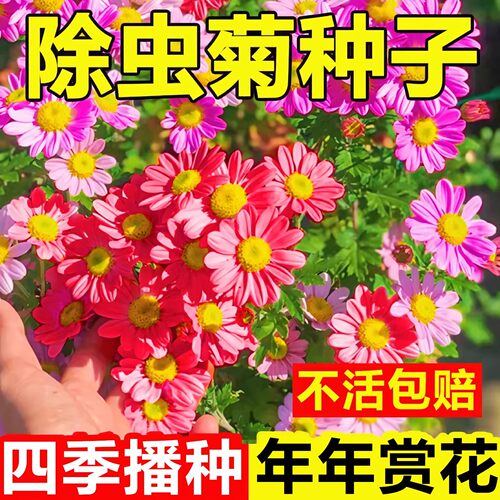 虫菊花种子四季播种开花发芽快