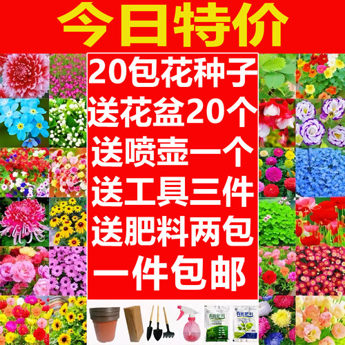 花种子组合大全四季播种快速开花