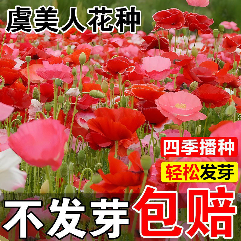 虞美人花种子冰岛重瓣花籽四季易活开花室外庭院野花组合种孑大全