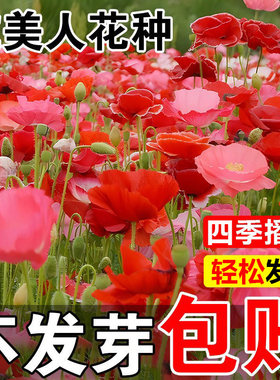 虞美人花籽四季播种生长快易成活