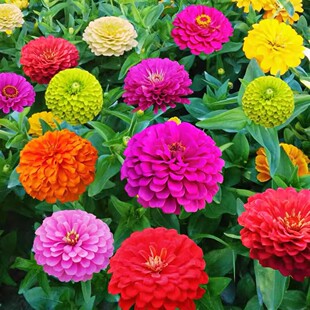 百日草花种子七彩四季易活开花矮杆重瓣百日菊花籽庭院室外花种孑