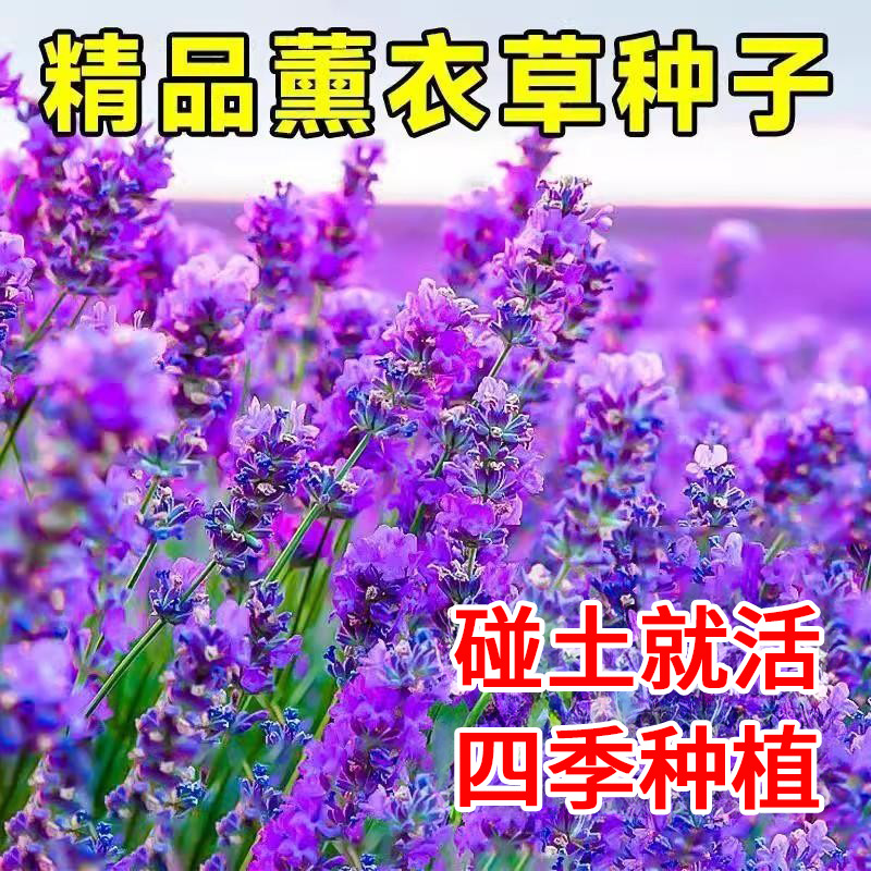 薰衣草种籽四季播种开花易活