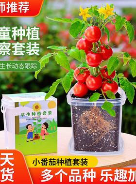 儿童种植观察盆栽小番茄3天发芽