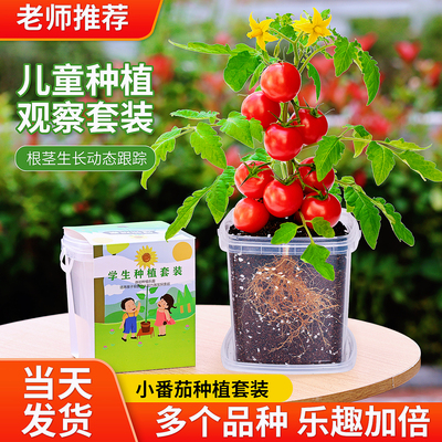 儿童种植观察盆栽小番茄3天发芽
