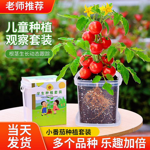 儿童种植观察盆栽小番茄3天发芽