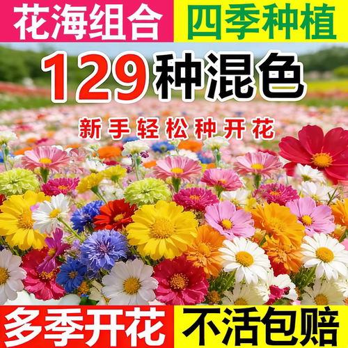 野花组合花籽大全四季播种易活花