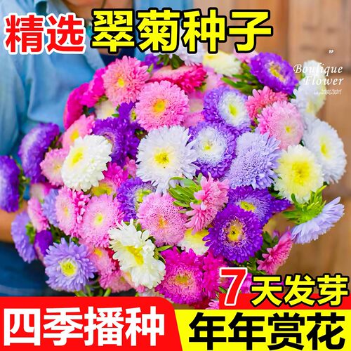 重瓣翠菊花种籽四季播种快速开花