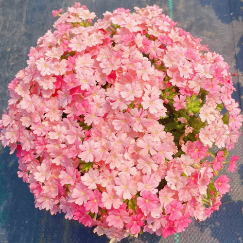 美女樱花籽盆栽细叶花种子四季播种易活阳台庭院室内外开花卉种孑