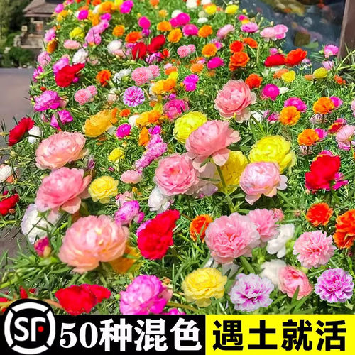 重瓣太阳花四季播种开花3天发芽