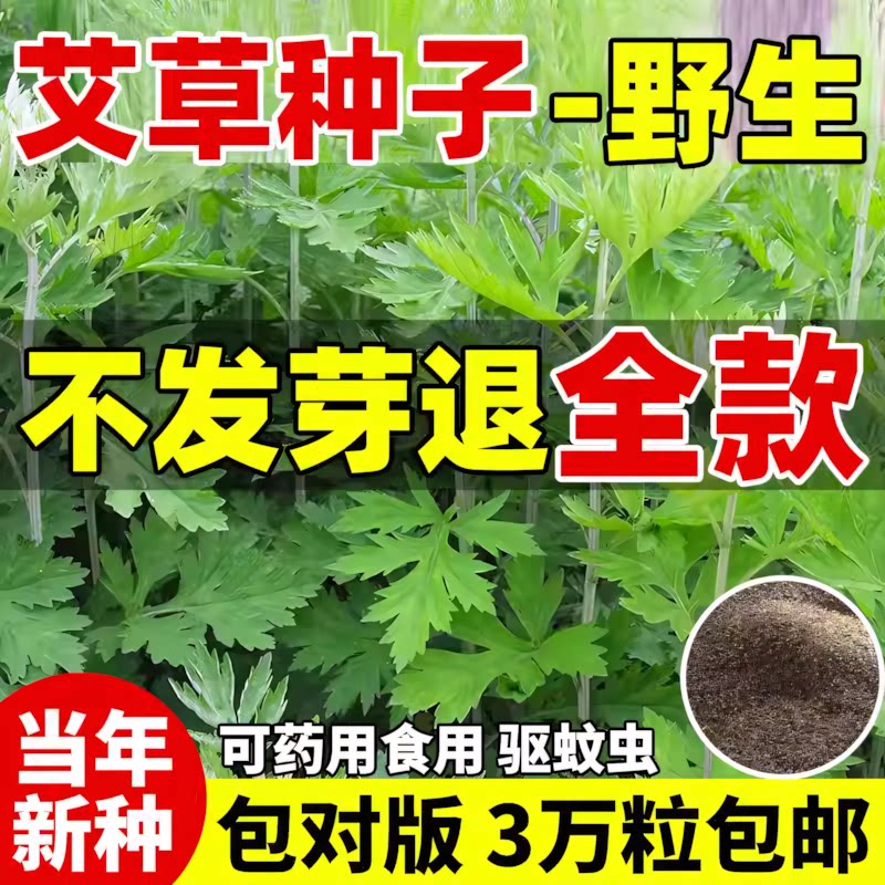 艾草种籽食用青团艾叶野生药用大叶种子驱蚊艾蒿阳台庭院四季种植