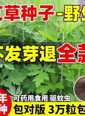 艾草种籽食用青团艾叶野生药用大叶种子驱蚊艾蒿阳台庭院四季种植