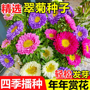 重瓣翠菊花种子四季易活开花盆栽七彩糖果菊花籽室内外庭院花种孑
