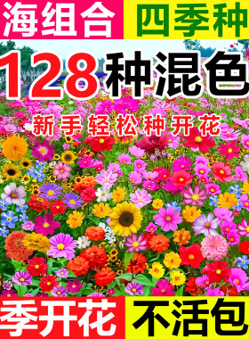 野花组合花籽大全四季播种易活花