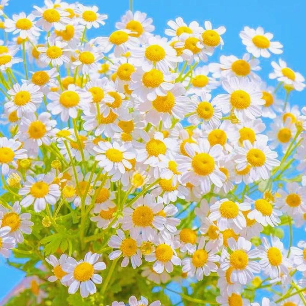 洋甘菊花籽四季播种易成活开花快