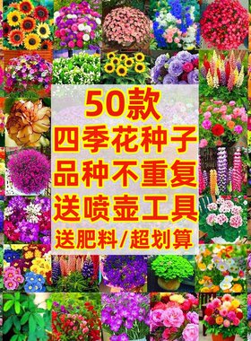 野花组合庭院室外阳台四季易成活