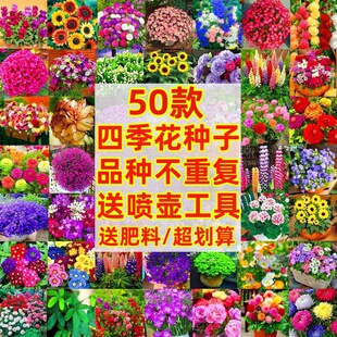 野花组合花种子四季播种开花百日草种籽子格桑花籽庭院太阳花种孑