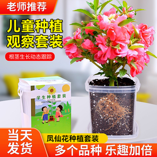 凤仙花种籽小学生实验观察七彩指甲花儿童种植小盆栽植物种子套装
