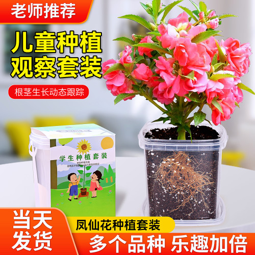 凤仙花籽儿童种植小盆栽3天发芽