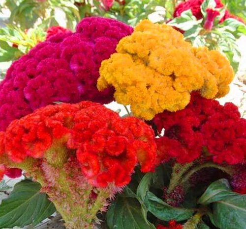 鸡冠花种子四季播种好成活开花快