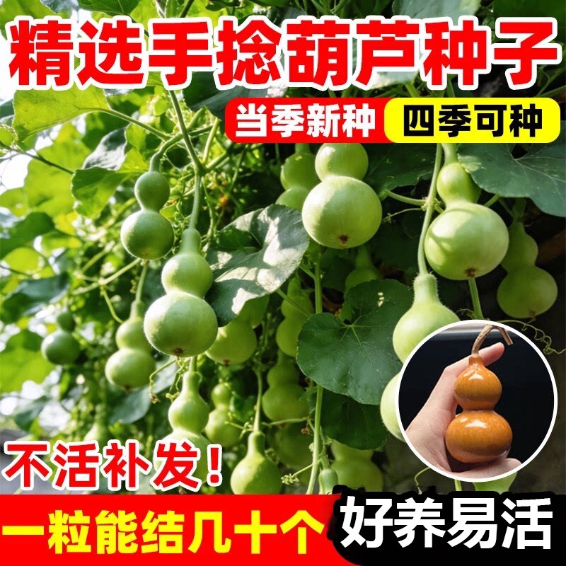 手捻小葫芦籽种子文玩葫芦盆栽种孑大全阳台庭院爬藤植物四季观赏