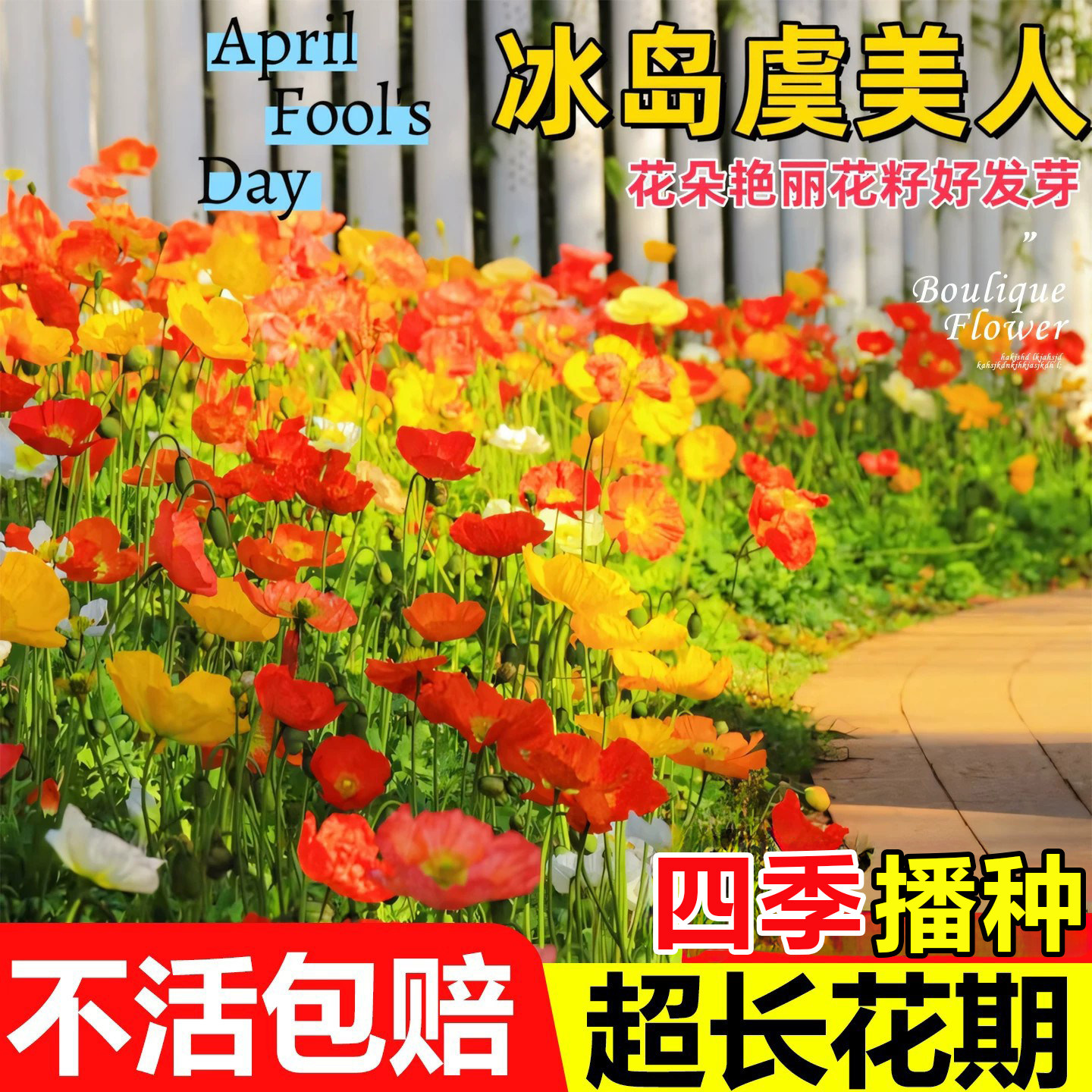 冰岛虞美人花籽格桑花七彩花种籽子重瓣四季播种开花太阳花卉种子