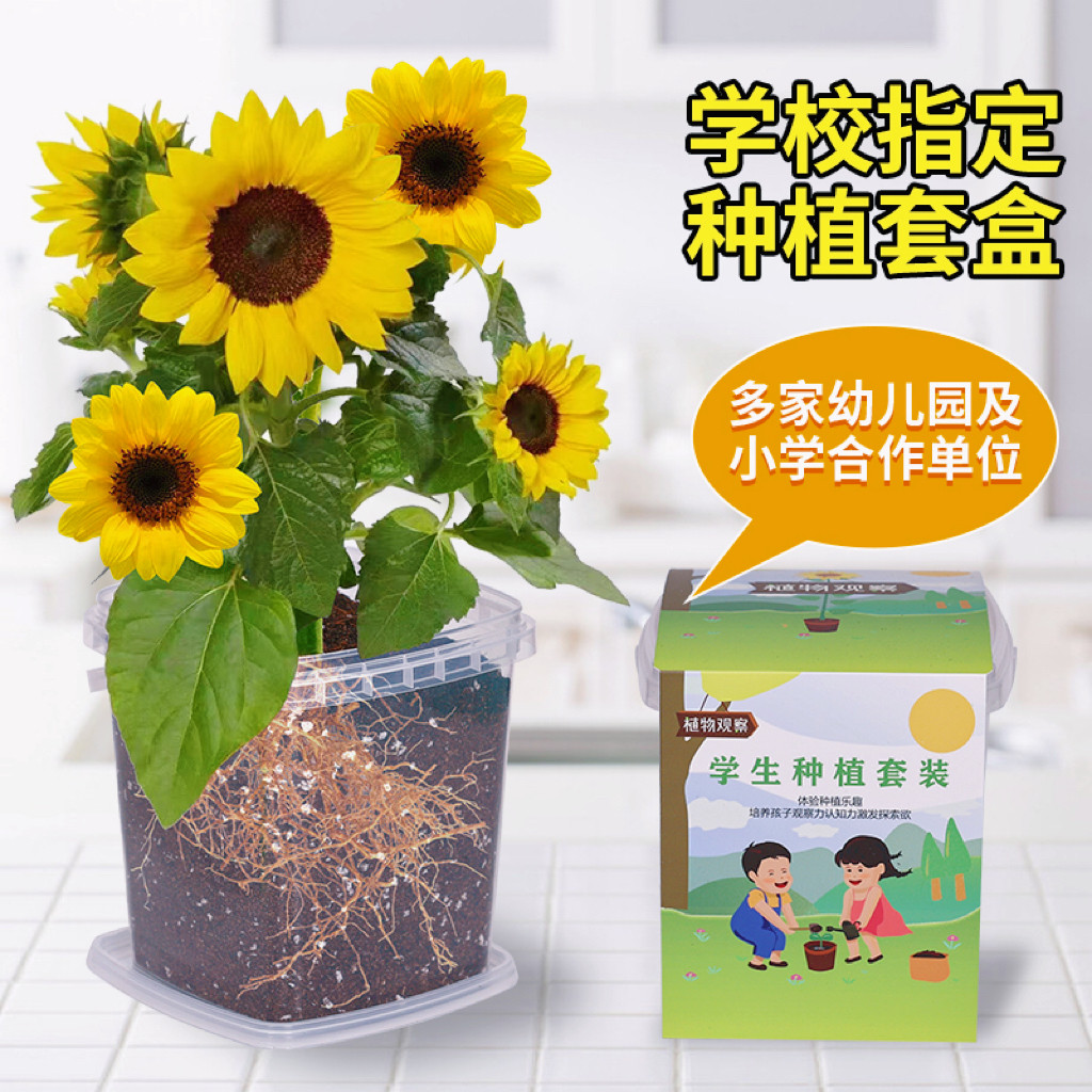 儿童种植小盆栽向日葵3天发芽
