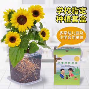 儿童种植小盆栽向日葵3天发芽