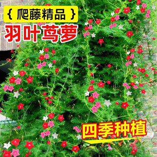 羽叶茑萝花种子庭院爬藤植物四季易活开花五角星花籽盆栽花卉种孑