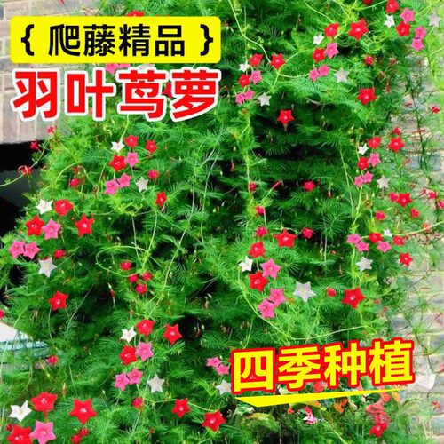羽叶茑萝花籽四季易开花3天发芽