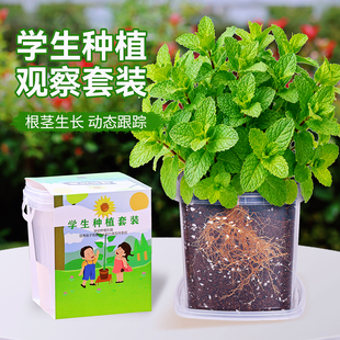 可食用薄荷种籽子儿童种植小盆栽草莓凤仙花种实验植物向日葵种孑