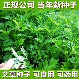 艾草种子药用野生大叶驱蚊虫种籽生长快速可药用食用阳台庭院种植