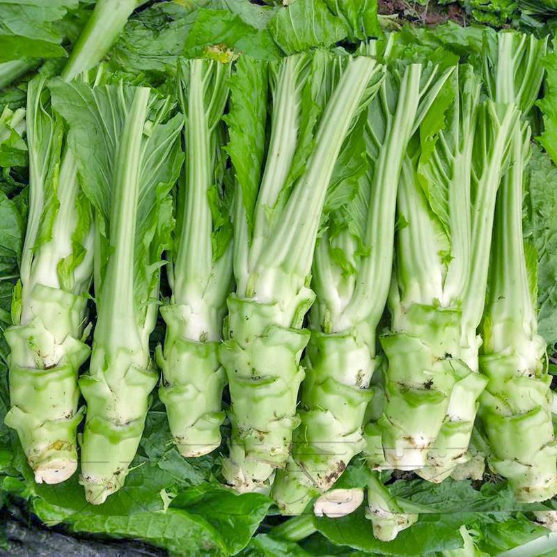 特大棒棒菜种子芥菜笋子四川青笋子秋季冬季蔬菜种籽耐寒阳台菜孑