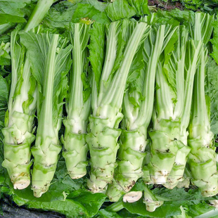 特大棒棒菜种子芥菜笋子四川青笋子秋季冬季蔬菜种籽耐寒阳台菜孑
