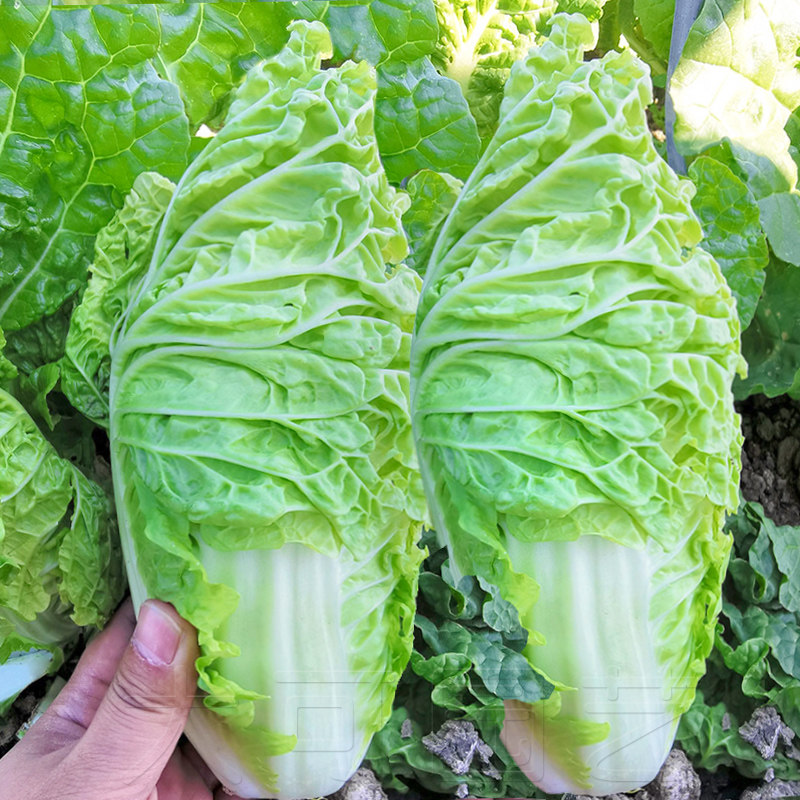 宝宝菜快菜种子早熟结球白菜娃娃菜籽春季夏季秋季国产蔬菜阳台孑