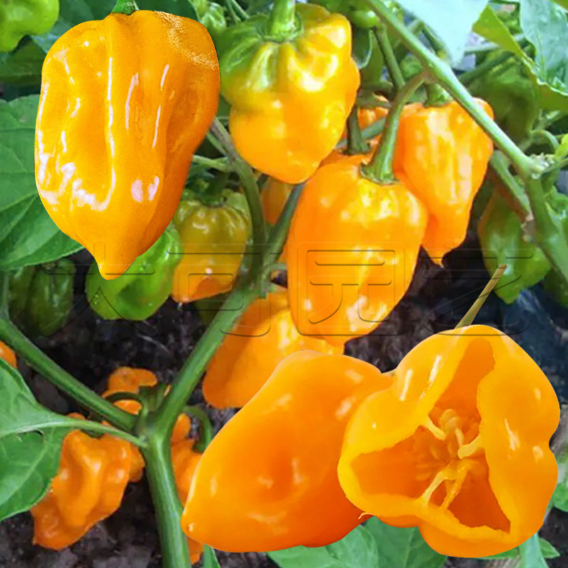 魔鬼黄辣椒种子特辣魔鬼椒超辣高产菜种籽春秋季阳台盆栽蔬菜种孑