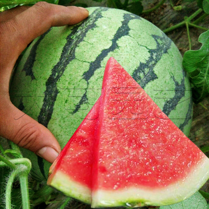 传奇西瓜种籽8424早熟秋季