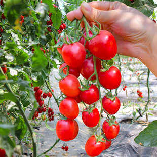 农友千禧樱桃小番茄种子圣女果籽早生秋季冬季阳台盆栽小柿子苗孑