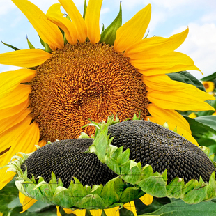 油葵种子籽矮大头向日葵花盘大早熟高产春秋四季观赏庭院大田苗子