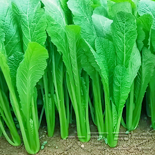 春菜种子南方菜种籽春夏季秋冬季阳台盆栽四季芥菜青菜种蔬菜种孑