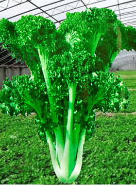 花叶苔菜种子麻叶黑菜种籽台菜蔬菜种孑春季特菜种秋季冬季四季播