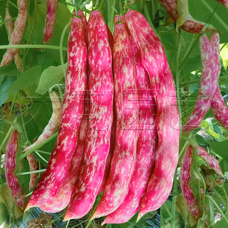 蔬菜红金东北家雀春季种籽孑豆角