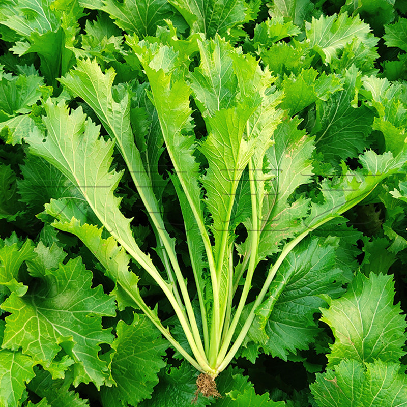 雪里蕻种子杂交雪里红秋冬季芥菜雪菜种籽排菜籽庭院盆栽蔬菜种孑