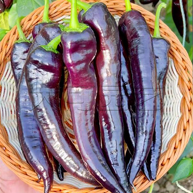 紫尖椒种籽紫色辣椒羊角椒种子春秋季四季播阳台庭院特色蔬菜种孑