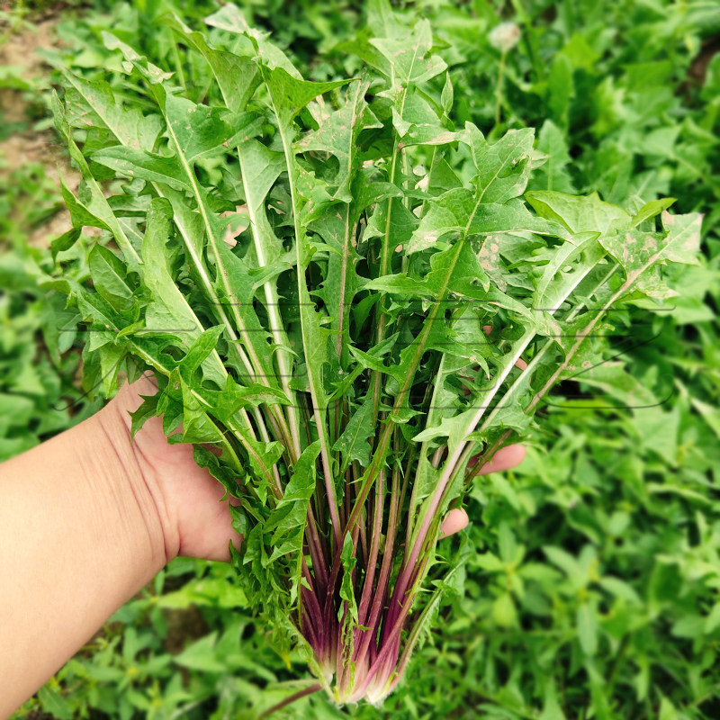 东北婆婆丁四季野菜籽蒲公英种子