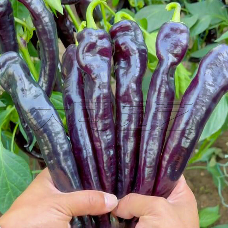 紫尖椒种籽紫色辣椒羊角椒种子春秋季四季播阳台庭院特色蔬菜种孑