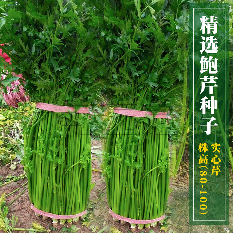 山东章丘鲍芹种子春秋季老品种芹菜种籽实心芹四季阳台盆栽蔬菜孑