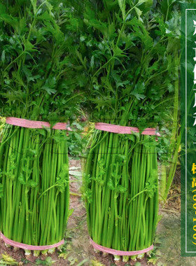 山东章丘鲍芹种子老品种芹菜种籽