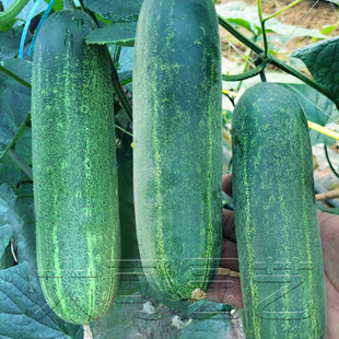 大青瓜种子春夏秋季花青青皮大吊瓜种籽蔬菜种孑农家四季黄瓜种子
